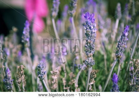 Close up view of a lavender field, scientific name Lavandula dentata