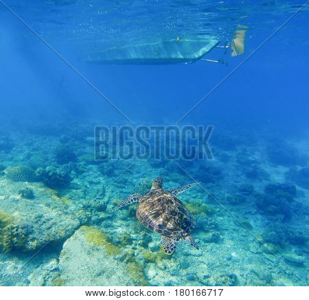 Sea turtle under boat. Wild turtle swims underwater in blue tropical sea. Tortoise undersea photo. Sea turtle in natural environment. Snorkeling in tropic lagoon. Exotic island seashore marine animal