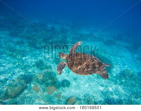 Sea animals and plants. Oceanic environment underwater photo. Sea bottom with sand and coral reef formation. Undersea scenery with sea tortoise. Green turtle in wild nature. Tropical sea lagoon image