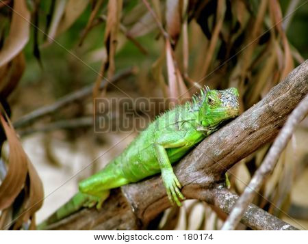 Iguana kigger på dig
