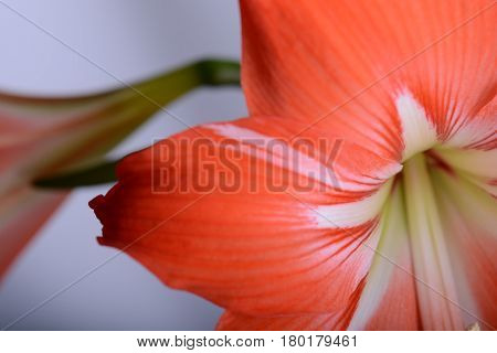 Red Lily Flower. Abstract Background. Close Up.