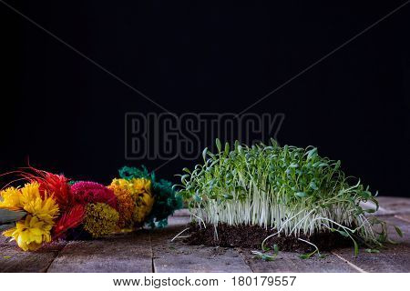 Cress on old kitchen table black background old boards