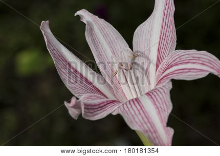White and pink lily on dark green background. Pure fresh lily flower in garden. Summer blossom macro photo. Blooming flower with gentle white petals. Beautiful floral decor for wedding celebration