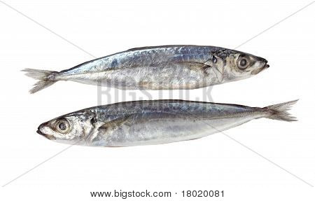 Decapterus fisk