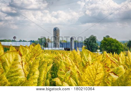 Tobacco Farming