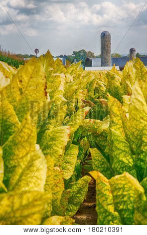 Tobacco Farming
