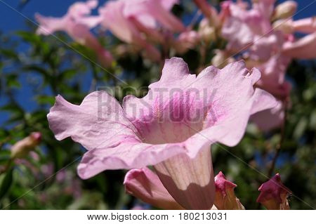 Pink Trumpet Vine flowers Port St. John creeper Podranea in bloom in garden