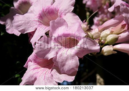 Pink Trumpet Vine flowers Port St. John creeper Podranea in bloom in garden