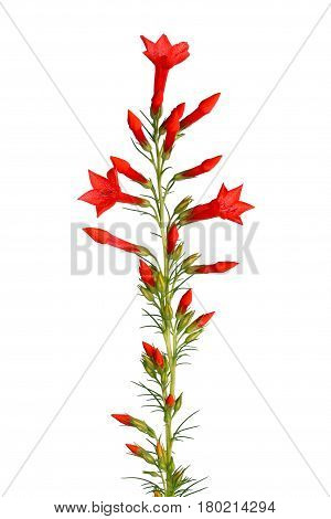 Single stem with bright-red flowers of Ipomopsis aggregata cultivar Hummingbird also called scarlet trumpet scarlet gilia or skyrocket isolated against a white background