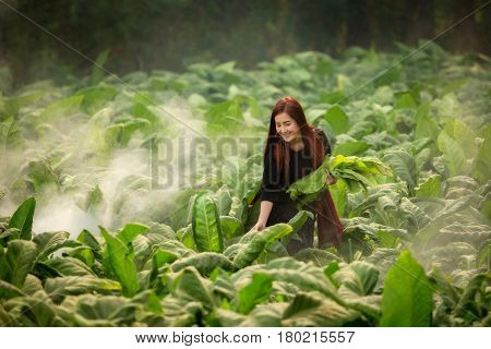 Women smart farming Laos women are harvest tobacco leaf in the tobacco field