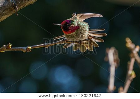 Green Hummingbird Bird On The Branch With Blury Background