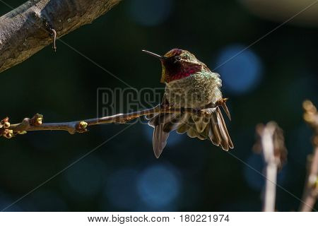Green Hummingbird Bird On The Branch With Blury Background