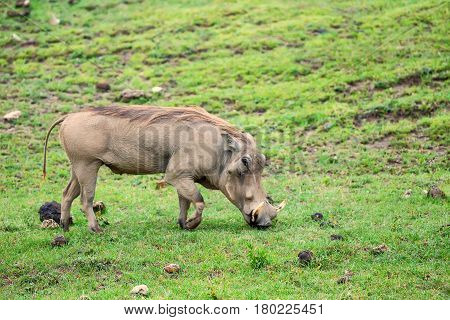 Grazin warthog or Phacochoerus africanus in Ngorongoro national park in Tanzania