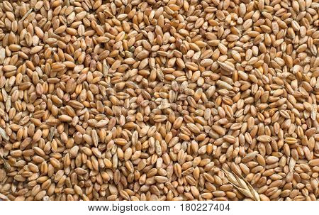 Photo of ripe wheat grains background image
