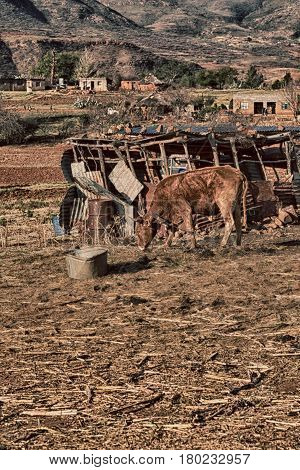 In Lesotho     Street Village