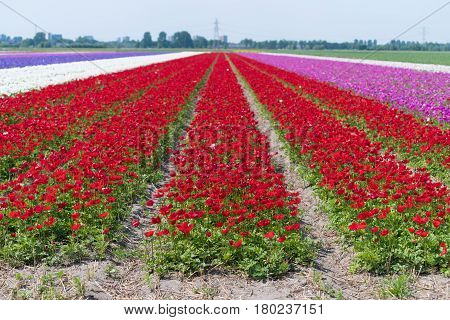 typical dutch landscape with colorful blooming flowers