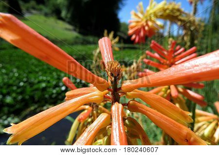 Kniphofia rooperi Red Hot Poker orange yellow flowers in bloom by water lake pond in South Australia