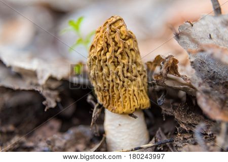Verpa bohemica false morel - the first spring mushrooms  on the blurred natural background close up