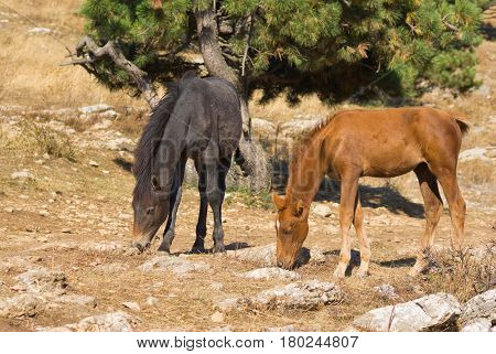 Two young horses (foal) is trying to find some food on dry burned out earth .