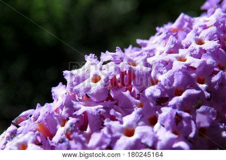 Butterfly Bush Buddleja Buddleia Purple flowers in bloom in garden