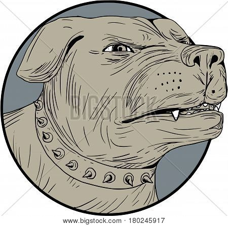 Drawing sketch style illustration of an angry Rottweiler Metzgerhund mastiff-dog guard dog head showing teeth set on isolated white background.
