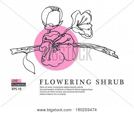 Flowers of the apple blossoms in vintage style. Vector Illustration.