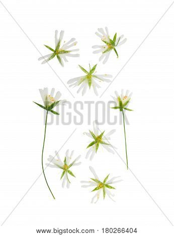 Pressed and dried Stellaria holostea flower. Isolated on white background. For use in scrapbooking floristry (oshibana) or herbarium.