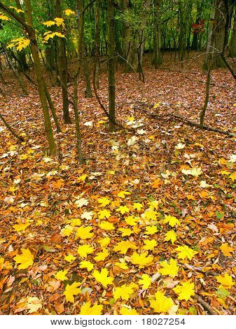 Couleur d'automne en Illinois