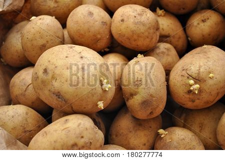 Background of Whole Dirty Harvested Fresh Potatoes