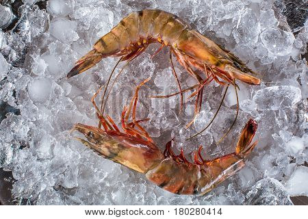 Red argentine shrimp head on on black background. Top view. Shrimp on ice