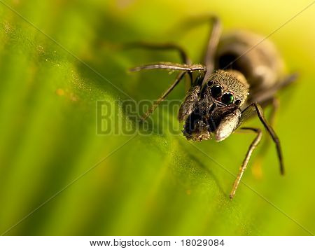 Tiro de macro de una araña salta ant-mimic