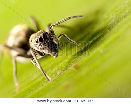 Ant 模倣ハエトリグモのマクロ撮影