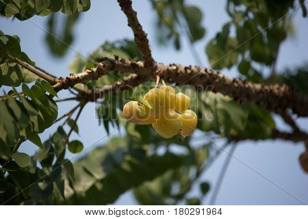 Close Up Of Star Gooseberry.