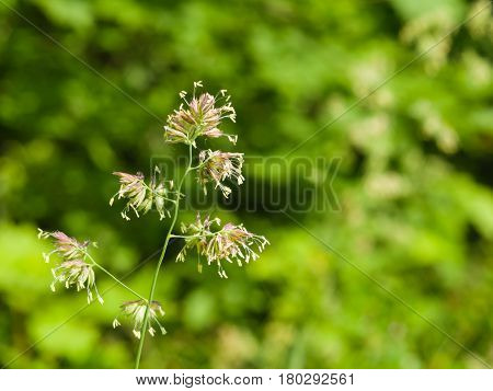 Flowers on Cock's-foot or Cat grass Dactylis glomerata closeup with green bokeh background selective focus shallow DOF.