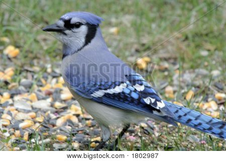 Jay