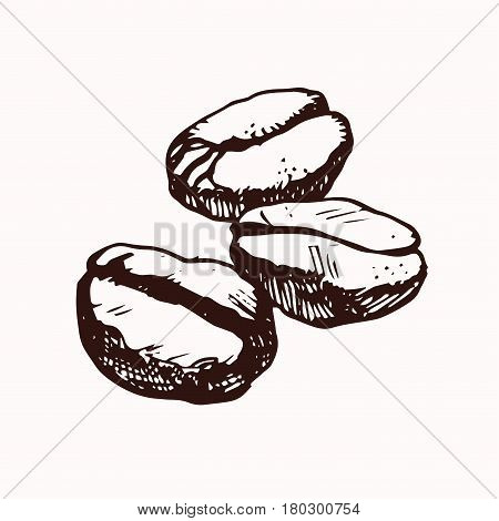 Coffee Beans isolated hand drawn illustration in white