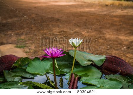 purple and white Lotus flowers in the garden