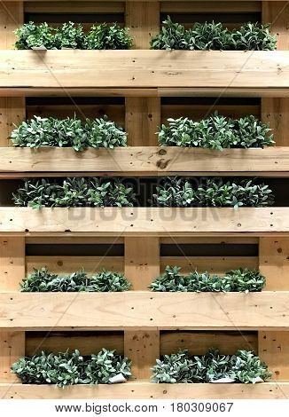 Green creeper in wooden wooden box on the wall (Dischidia nummularia Variegata)
