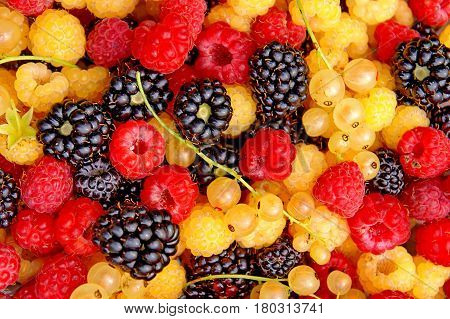 Berries of blackberry, currant and raspberry. Colored panno of berries. Garden harvest. Closeup. Background