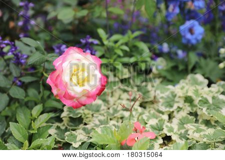 Color Roses Bush In The Garden