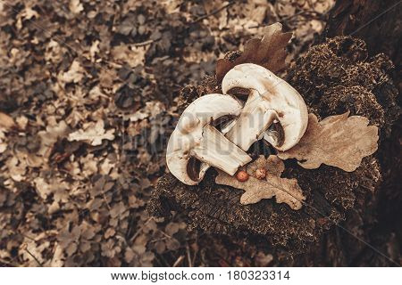 Сhampignon mushrooms in the forest. Natural healthy food concept.