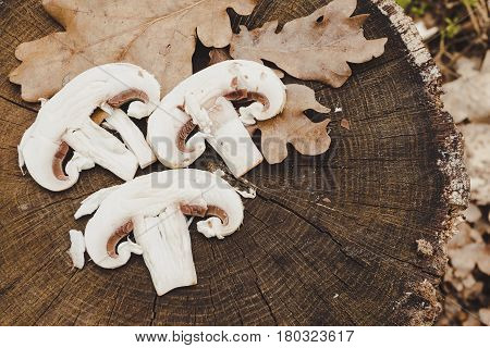 Сhampignon mushrooms in the forest. Natural healthy food concept.