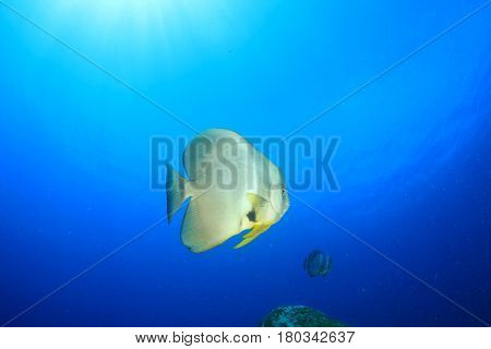 Spadefish (Batfish) fish in ocean