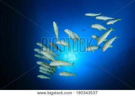 Goatfish fish school. Yellow fish blue ocean underwater