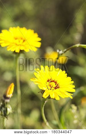 Tingitana Reichardia Photographed Close Up