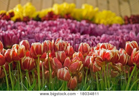 tulipas