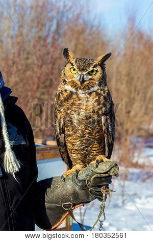 The great horned , also known as the tiger or the hoot owl, is a large bird native to the Americas. It is an extremely adaptable bird with vast range and is the most widely distributed true owl