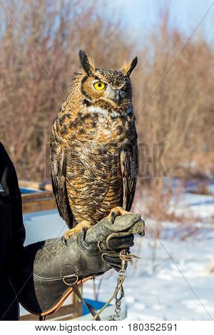 The great horned , also known as the tiger or the hoot owl, is a large bird native to the Americas. It is an extremely adaptable bird with vast range and is the most widely distributed true owl