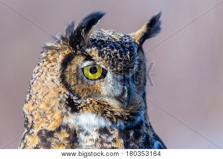 The great horned , also known as the tiger or the hoot owl, is a large bird native to the Americas. It is an extremely adaptable bird with vast range and is the most widely distributed true owl