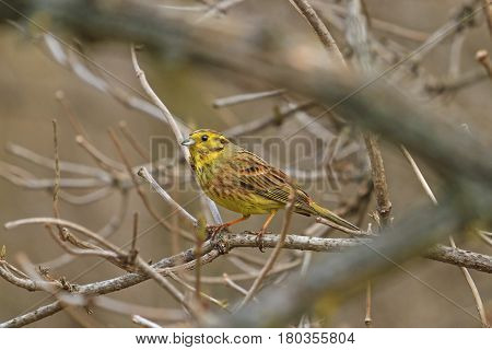 Yellowhammer among thick branches yellow bird in a gray environment, wildlife birds